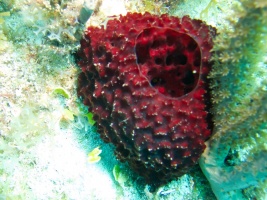 Red Ball Sponge IMG 6344